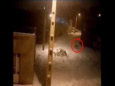 گرگ در کوچه های دیواندره