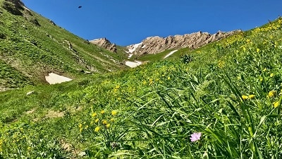 سارال دیواندره